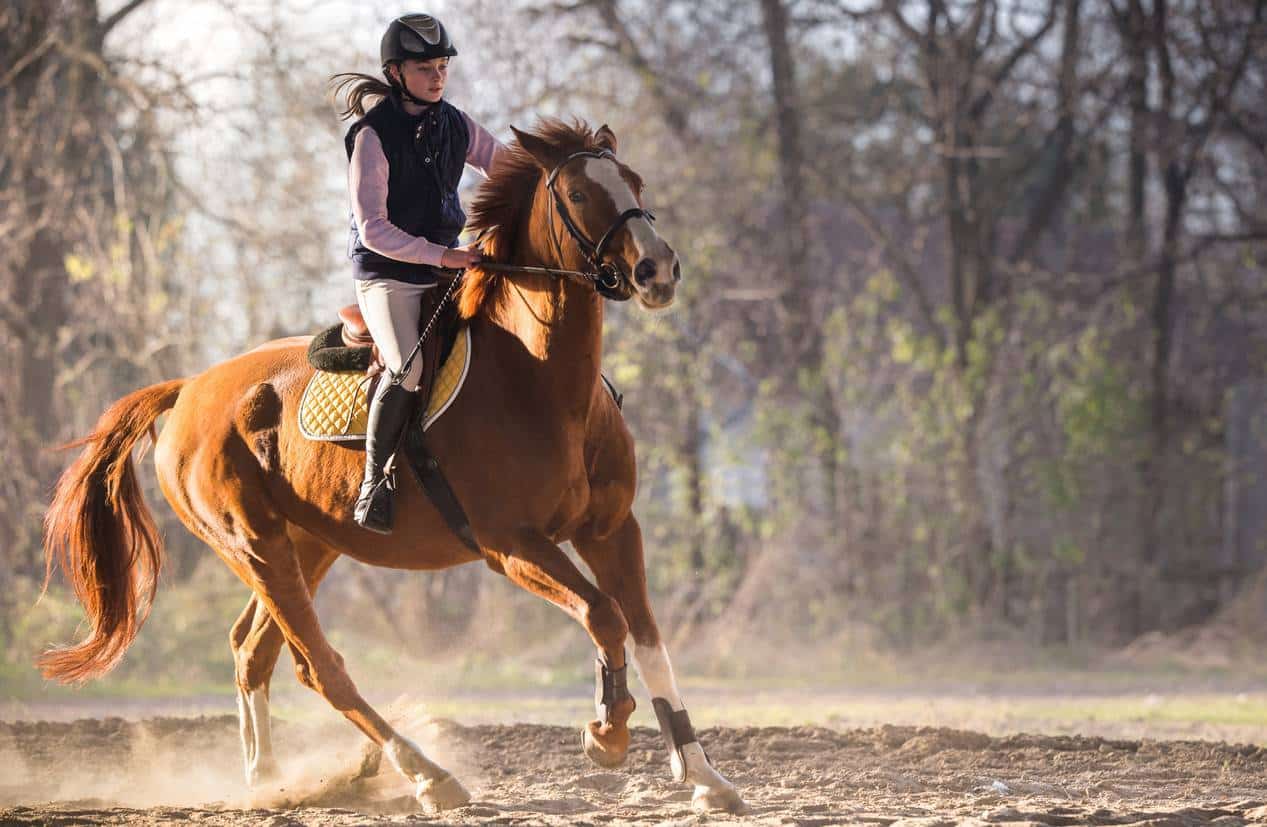 matériel d'équitation, sellerie en ligne